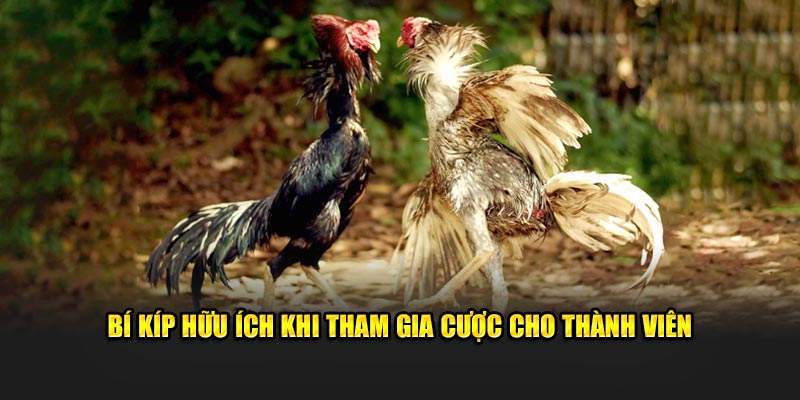 Bí kíp hữu ích khi tham gia cược cho thành viên