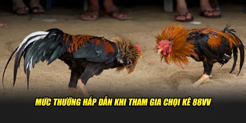 Lý do đá gà 88VV luôn hút một số lượng người chơi khổng lồ