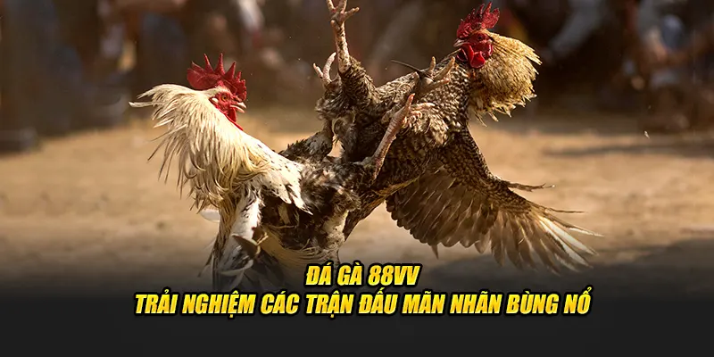 Top 5 hình thức đá gà 88VV gây sốt trên thị trường cá cược 2025