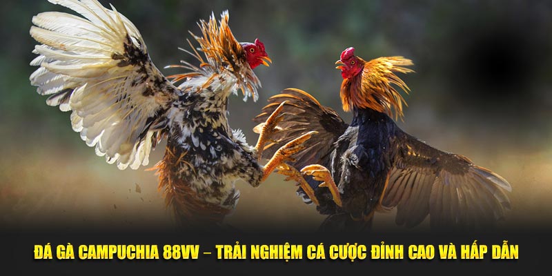 Đá Gà Campuchia 88VV – Trải Nghiệm Cá Cược Đỉnh Cao Và Hấp Dẫn