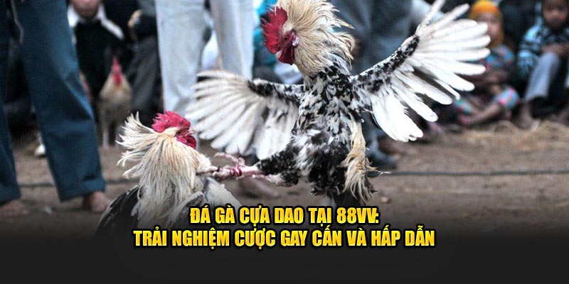 Đá Gà Cựa Dao Tại 88VV - Trải Nghiệm Cược Gay Cấn Và Hấp Dẫn