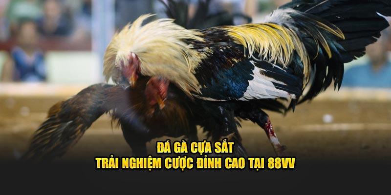 Đá Gà Cựa Sắt – Trải Nghiệm Cược Đỉnh Cao Tại 88VV