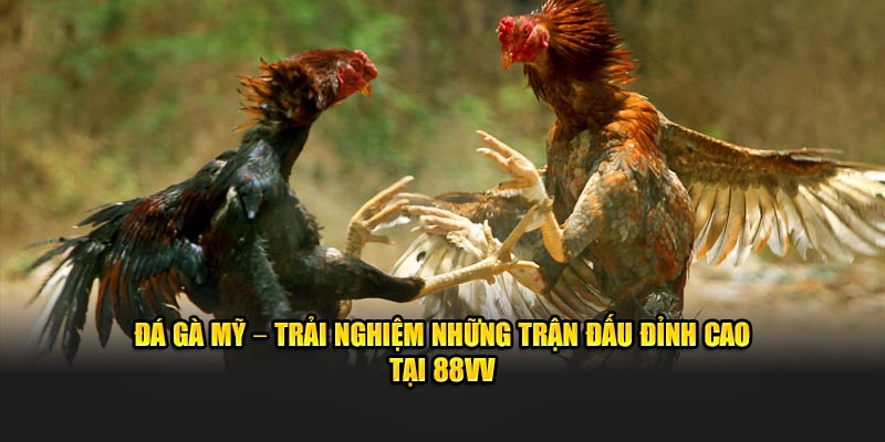Đá Gà Mỹ – Trải Nghiệm Những Trận Đấu Đỉnh Cao Tại 88VV