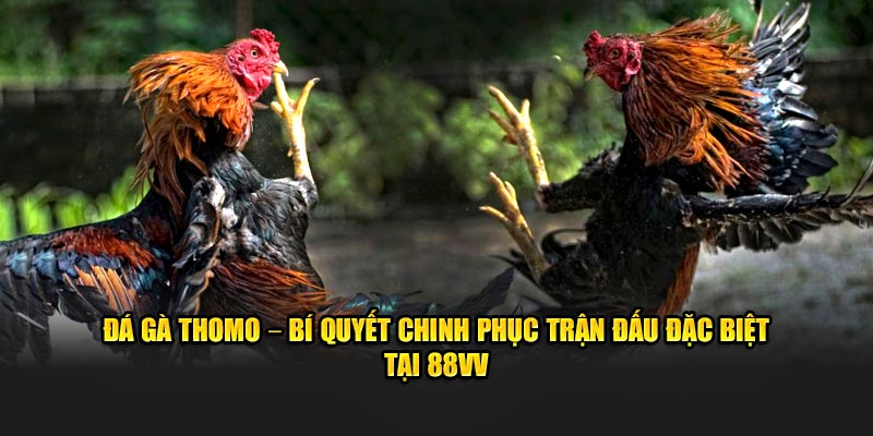 Đá Gà Thomo – Bí Quyết Chinh Phục Trận Đấu Đặc Biệt Tại 88VV