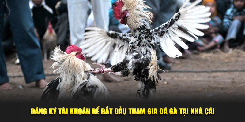 Đăng ký tài khoản để bắt đầu tham gia đá gà tại nhà cái