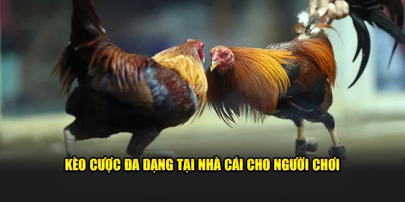 Kèo cược đa dạng tại nhà cái cho người chơi