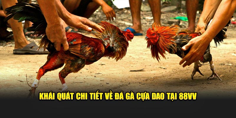 Khái quát chi tiết về đá gà cựa dao tại 88VV