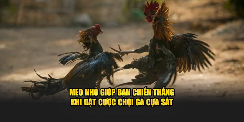 Mẹo nhỏ giúp bạn chiến thắng khi đặt cược chọi gà cựa sắt