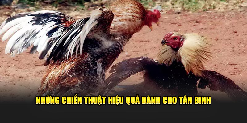 Những chiến lược phù hợp cho người mới tham gia