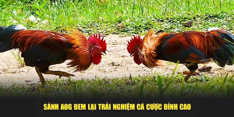 Sảnh AOG đem lại trải nghiệm cá cược đỉnh cao