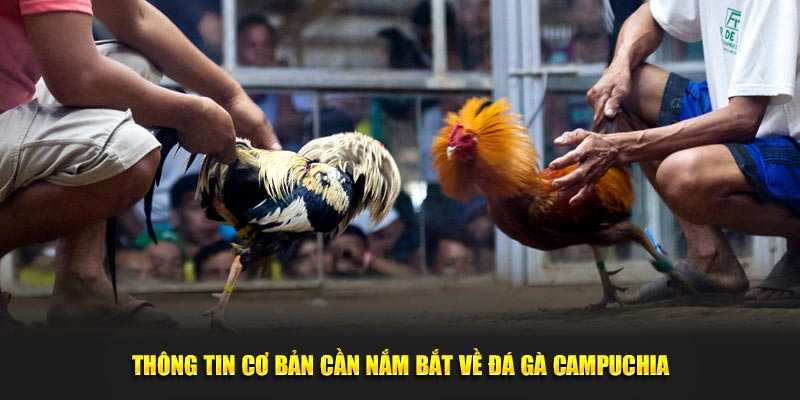 Thông tin cơ bản cần nắm bắt về đá gà Campuchia