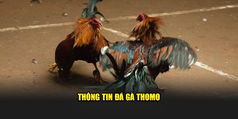 Thông tin đá gà Thomo
