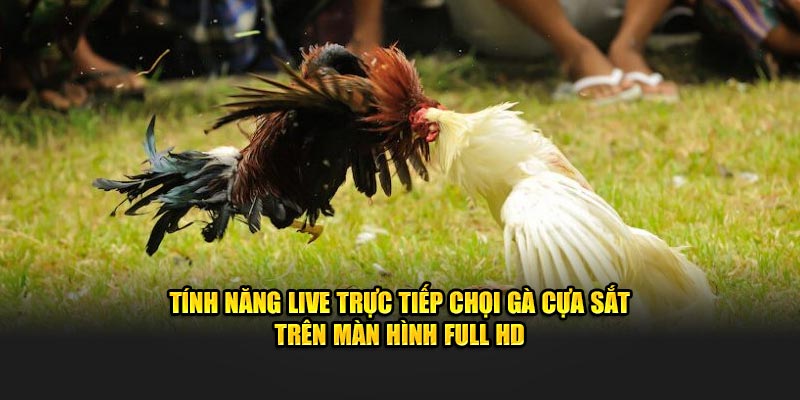 Tính năng live trực tiếp chọi gà cựa sắt trên màn hình Full HD