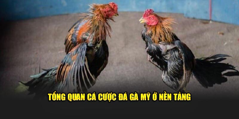 Tổng quan cá cược đá gà Mỹ ở nền tảng