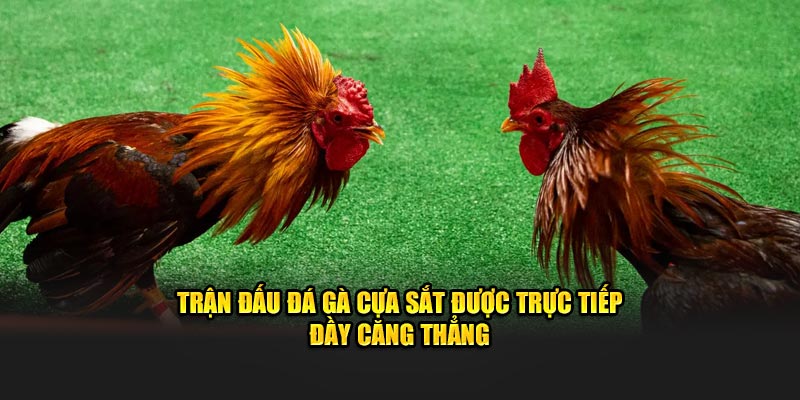 Trận đấu đá gà cựa sắt được trực tiếp đầy căng thẳng
